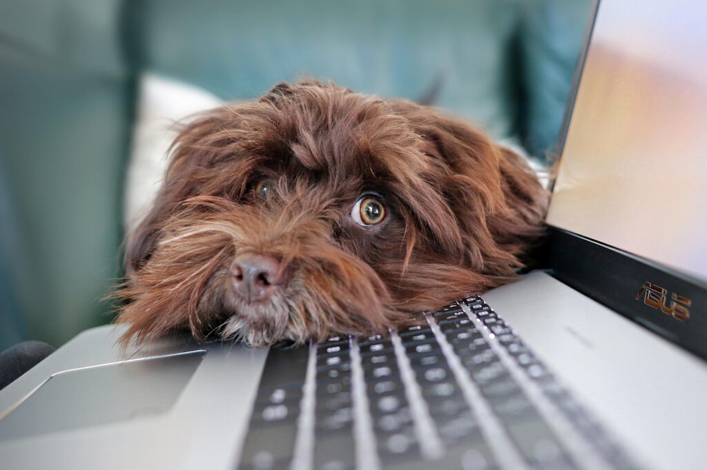 dog, containment, telework, bichon, animal, havanese, pet, nature, cute, laptop, keyboard, computer science, reflection, animals